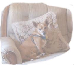 Video of Reggie Traveling with me