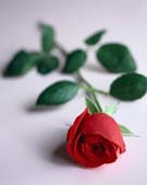 Read "The Little Prince"